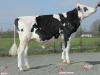 FLOW - Prim'Holstein